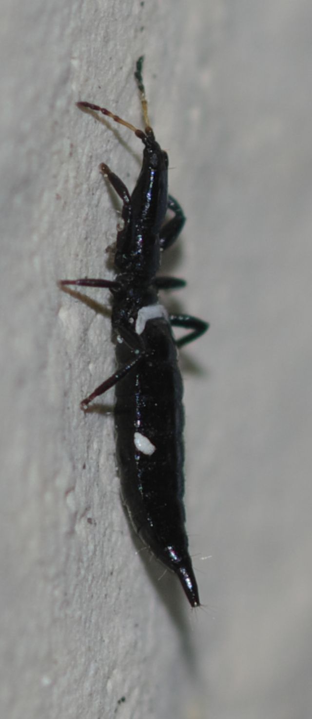 Tisanottero molto grande:  Compsothrips albosignatus (Phlaeothripidae)